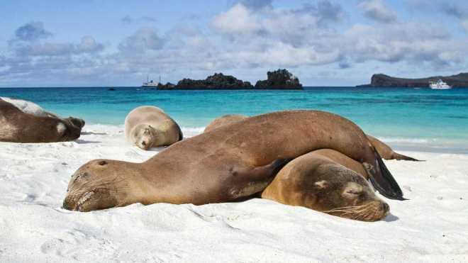 Lazy-Seals